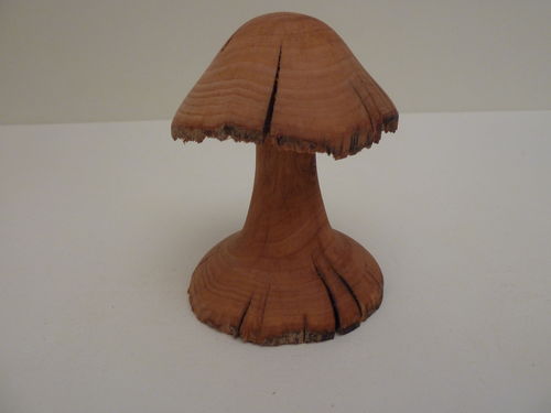Pilz aus Altholz